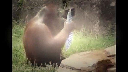 FUNNY MONKEY VIDEOS - MONKEY PLAY COMPILATION   BEST ANIMAL EVER