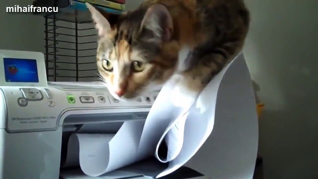 Funny animals cartoons compilation just for kids babies toddlers Funniest animal videos