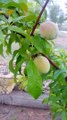 how to grow sweet peaches ll dailymotion#viral#trending#