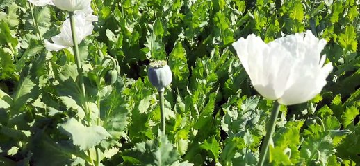 तौल की तारीख नहीं, काश्तकारों में बढ़ रही अफीम का दूध सूखने की चिंता