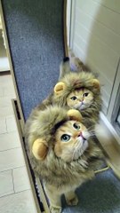 Funny cats and kittens meowing compilation