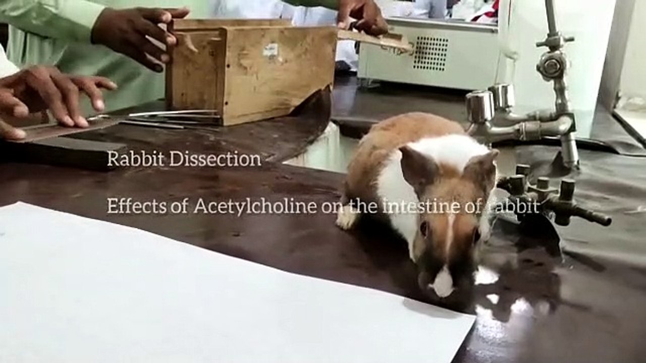 Rabbit Disection in laboratory/Medical/