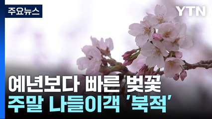평소보다 빨리 찾아온 벚꽃..."봄기운 만끽해요" / YTN