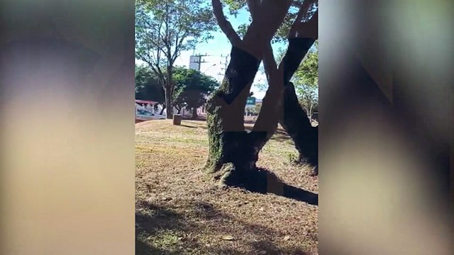 Internauta encontra cobra jararaca na entrada do Parque Ambiental de Cascavel; veja vídeo
