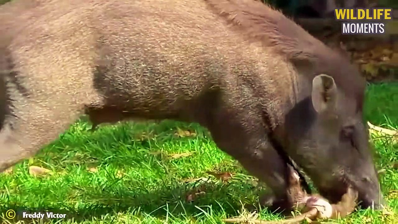 45 Terrifying Moments Monkey Become A Meal For Lion, Leopard, Crocodile
