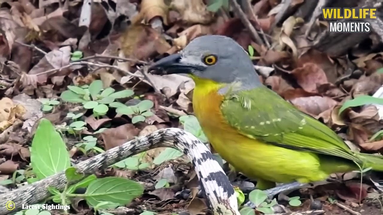 45 Scariest Ways Birds Attack And Swallow Their Prey   Poor Snake, Rabbit, Warthog