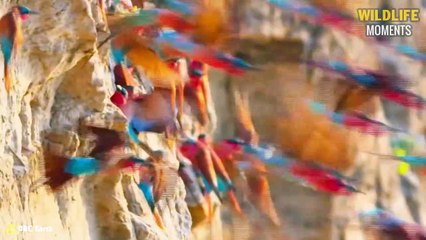 45 Insanely Moments Of Birds Hunting Their Prey Caught On Camera