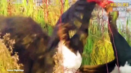 45 Dangerous Bird Attack Caught On Camera Make You Panic