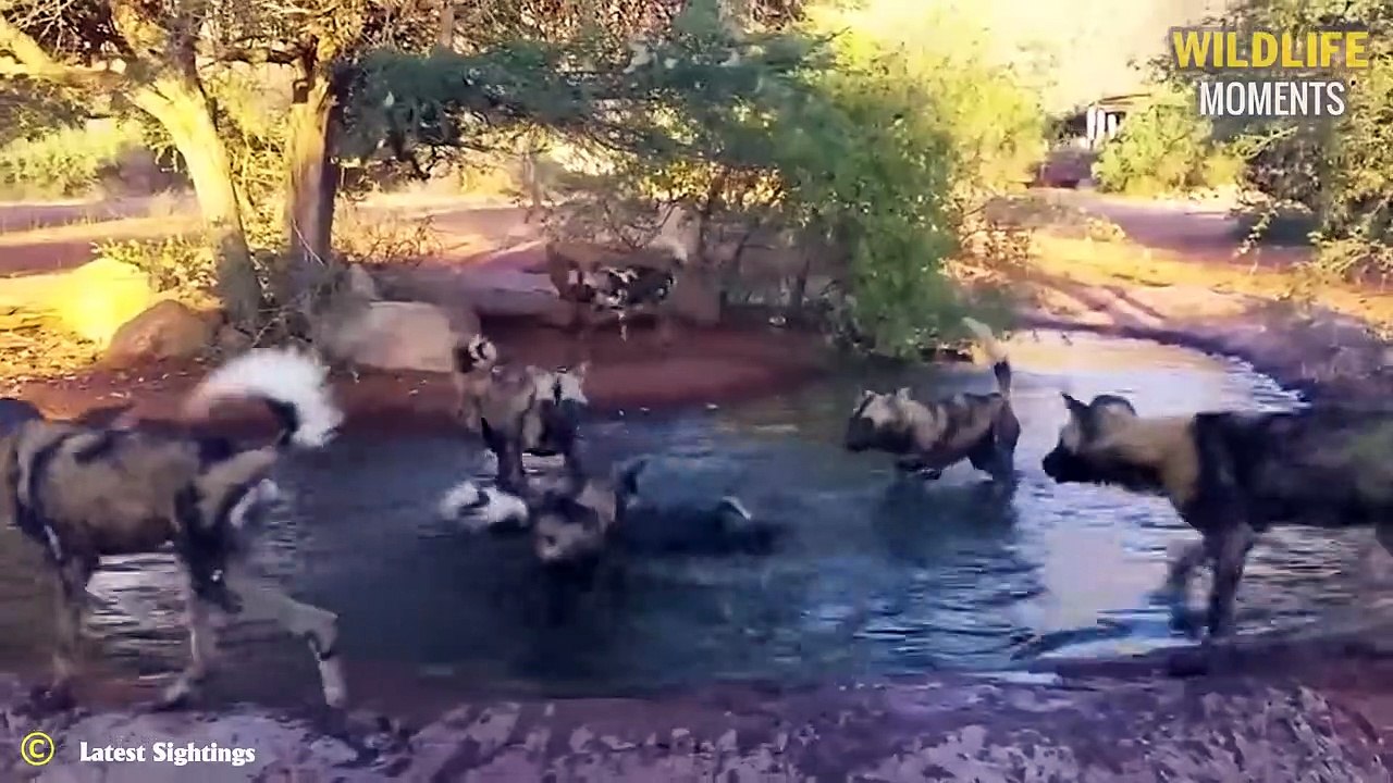 45 Cruel Moments Poor Warthog Became Breakfast For Hyena, Lion, Leopard