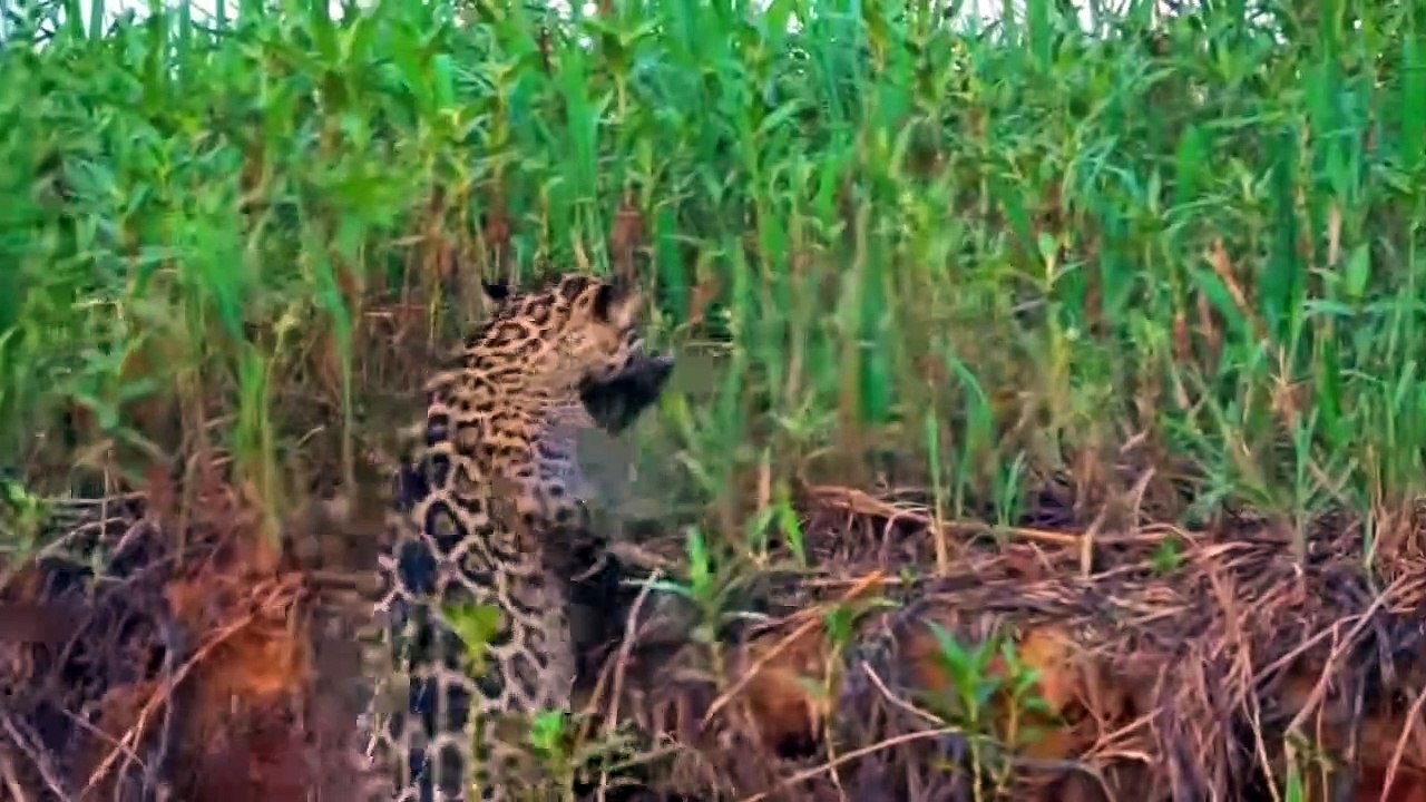 45 CREEPY MOMENTS AMAZON BEASTS HUNT AND ATTACK