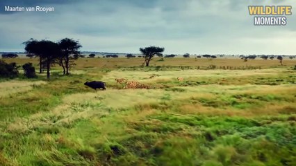 45 Craziest Moments Crocodile Attacks Make You Panic - Wildlife Moments