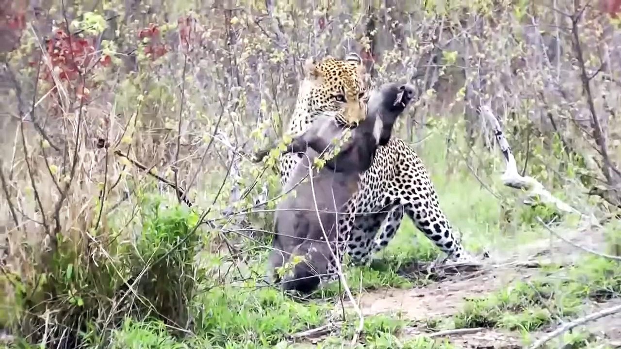 45 Brutal Lion, Leopard Waiting For Warthog Outside The Burrow