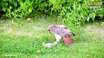 45 Amazing Moments Hawk Hunting Prey Caught On Camera