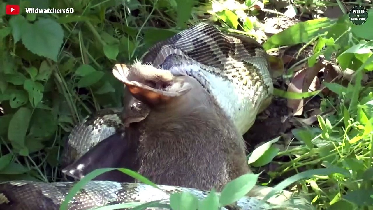 15 Incredible Moments Python Swallows Everything   Wild Animals World