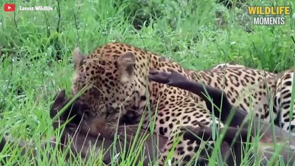 15 Craziest Moments LEOPARD Hunt WARTHOG - Wildlife Moments