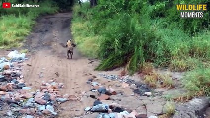 15 Best Moments HYENAS Fight You've Never Seen - Wildlife Moments