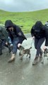 Police Puppy Dog Training