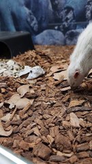Enticed Viper Strikes at Dead Rat for Meal