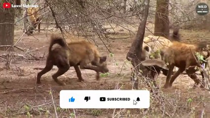 6 Incredible Moments Honey Badger Against Hyenas   Wild Animal World