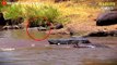 15 Best Moments HIPPO Vs CROCODILE You've Never Seen Before - Wildlife Moments