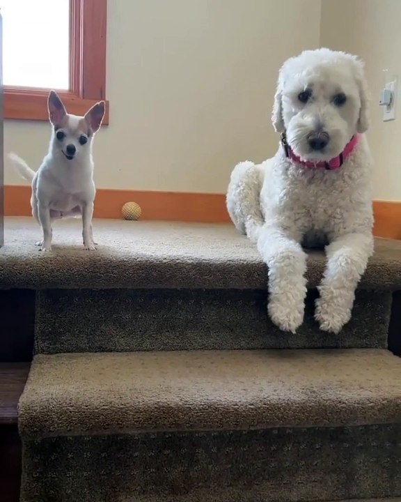Funny animals