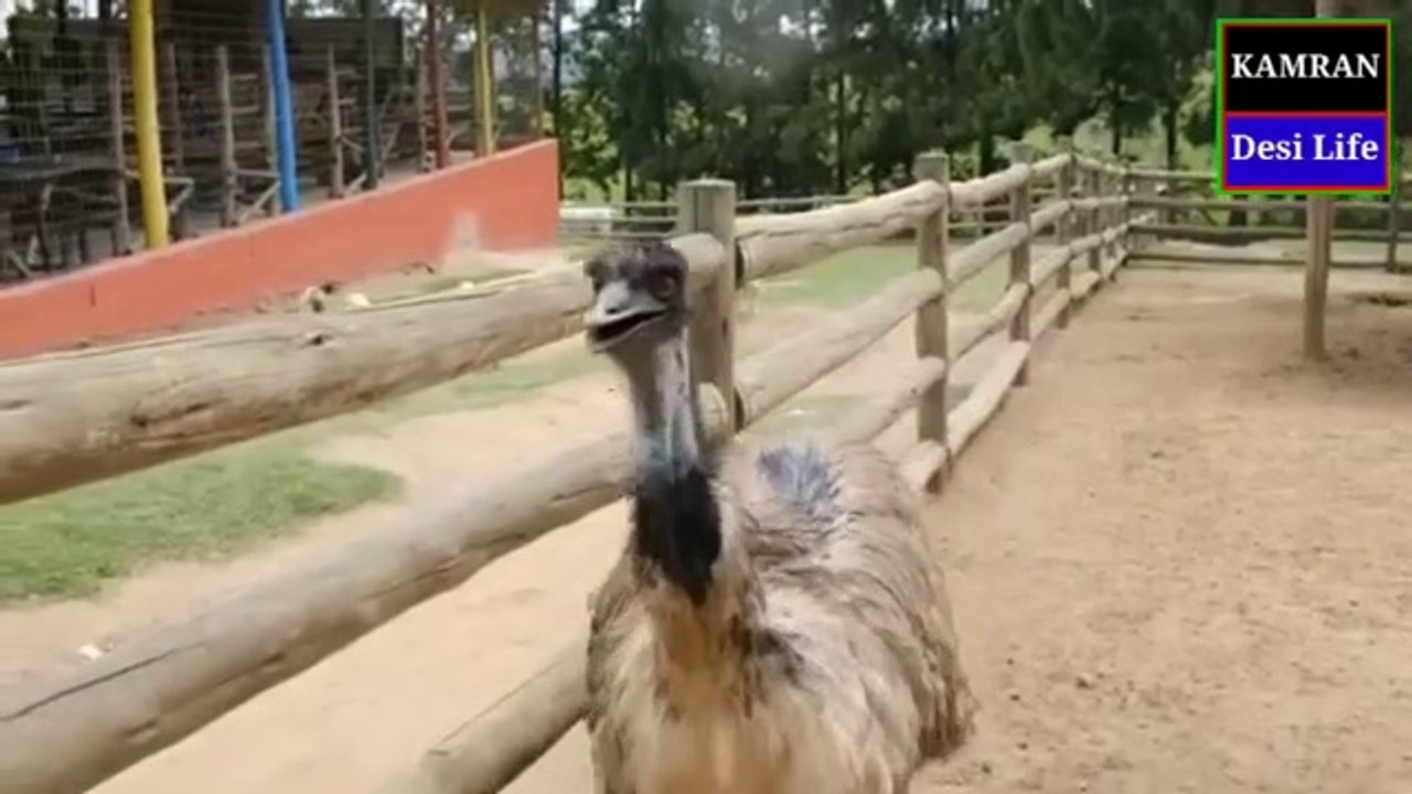 Amazing Cutest birds - cutest animals-HD #viral | kamran desi life