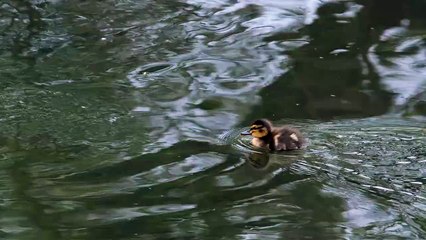 looking  beautiful son of duck swam in water.