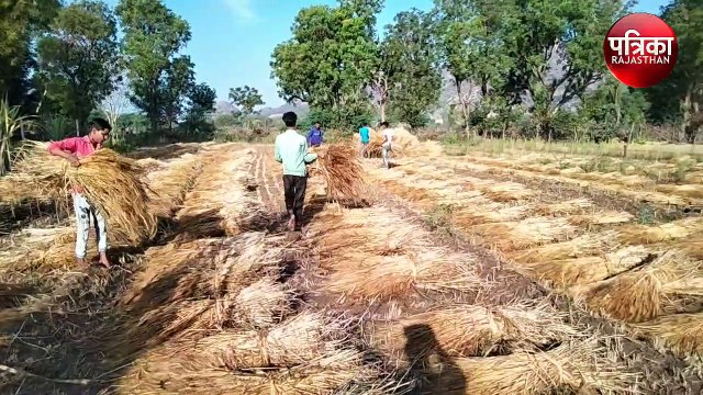 किसानों पर पड़ी मौसम की मार, ओलावृष्टि, बारिश और तेज हवा से फसल हुई खराब