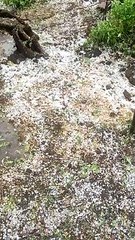 फिर बरसे आफत के ओले