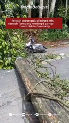 Sebuah pohon pala di obyek wisata Sangeh Tumbang menimpa pengendara motor, Sabtu (1/4) siang.