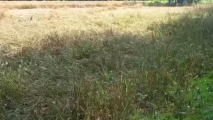 भारी बारिश, ओले से खेतों में गिर गई गेहूं की फसल, किसानों को लाखों का नुकसान
