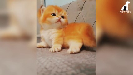 These Cats Are So Cute and Funny, You'll Love Watching Them Play | Episode 01 | #PETTZY