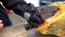 Fish eat drivers hand 
