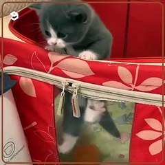 Mission Impossible: Cute Cats' Impossible Feats 🐱