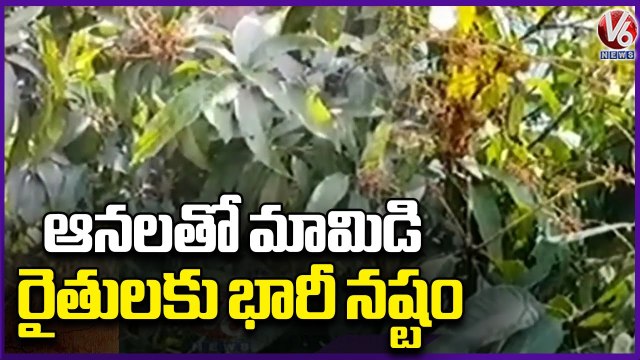 Mango Farmers Facing Huge Loss With Unseasonal Rains | V6 News