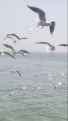 Zayyan mahd ko khana khila raha hai