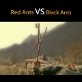 Red ants vs Black ants fighting