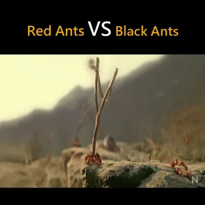 Red ants vs Black ants fighting