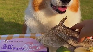 Corgi Teemo's first time eating and broadcasting outdoors ~ cute pet debut trainee pet debut plan cutest dog_