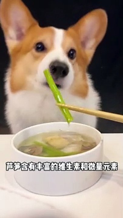 Corgis drink asparagus and mackerel soup. Adorable breeder. Pet debut plan. The cutest dog_