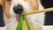 Corgis drink cabbage egg drop soup pet debut plan cute breeder cute pet daily_