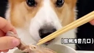 Corgis drink chicken leg and cabbage heart soup