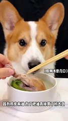 Corgis drink chicken leg and cabbage heart soup