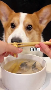Corgis drink corn and mackerel soup. Adorable breeder. Behavior of animals. Pet debut plan_
