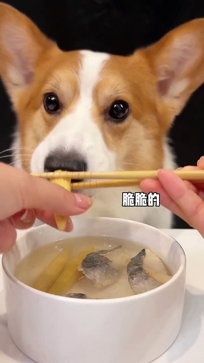 Corgis drink corn and mackerel soup. Adorable breeder. Behavior of animals. Pet debut plan_