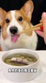 Corgis drink eggplant and rabbit broth cute pet daily cute breeder pet debut plan_