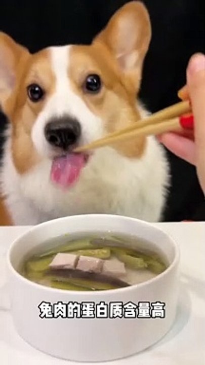 Corgis drink eggplant and rabbit broth cute pet daily cute breeder pet debut plan_