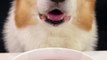 Corgis drink fresh shrimp and emerald soup pet debut plan cute pet daily cute breeder_