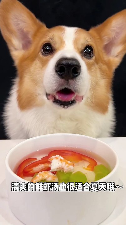 Corgis drink fresh shrimp and emerald soup pet debut plan cute pet daily cute breeder_