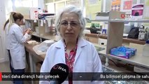 Bu bilimsel çalışma ile saha çimleri daha dirençli hale gelecek